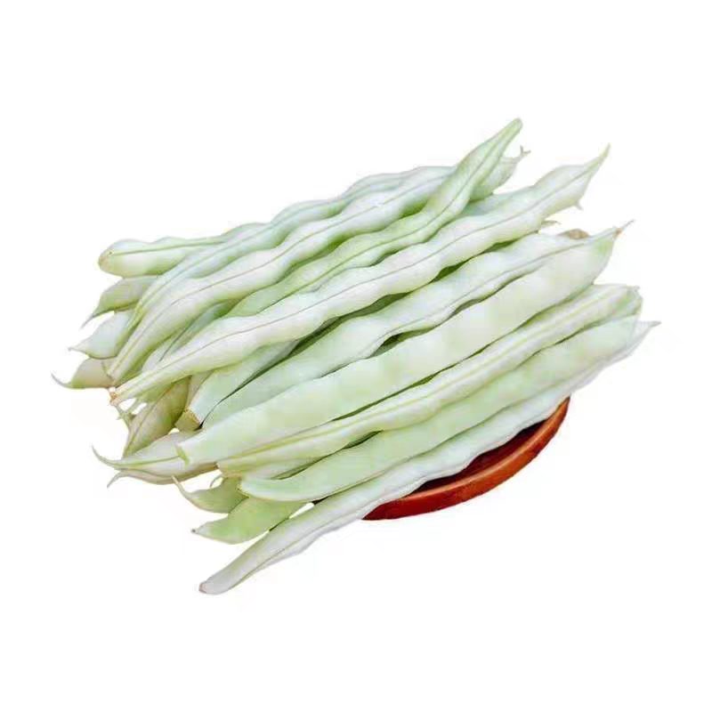 摘不败九粒白芸豆种种子高产早熟快豆角籽四季种植豇豆子蔬菜种子
