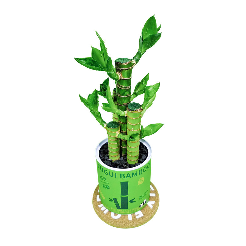 富贵竹桌面情绪稳定植物盆栽