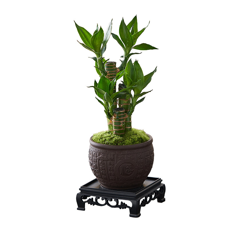 富贵竹室内植物节节高桌面绿植好养步步高花卉文昌竹客厅招财盆栽