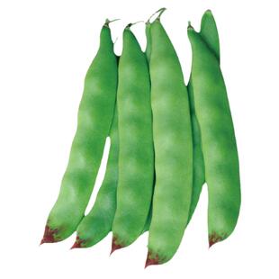 青菜种子种籽四季蔬菜子各种菜籽菜种籽种适合种的9月份大全秋季