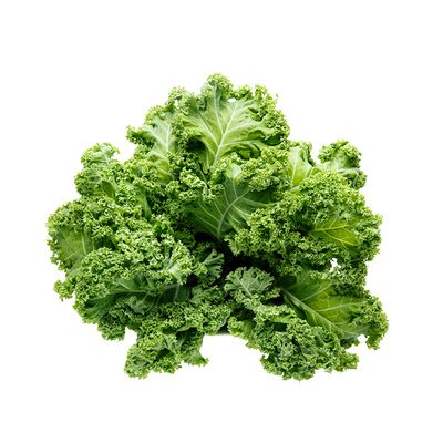 四季优质阳台盆栽羽衣甘蓝苗子