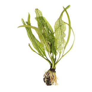 后景水草集合蜈蚣草红菊绿菊血红粉红绿宫廷大宝塔水兰牛顿活体草