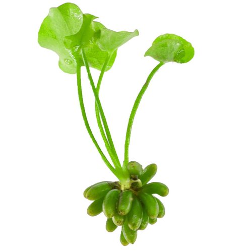 水族阴性水草结蕉香蕉草活体鱼缸景观懒人草睡莲新手易养易活包邮