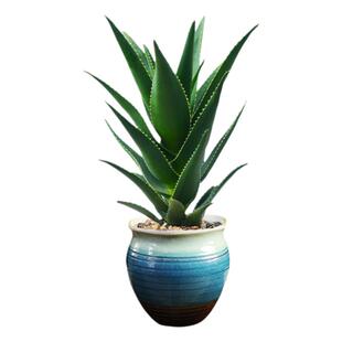 芦荟盆栽室内净化绿植办公室四季好养植物食用补水美容不夜城芦荟