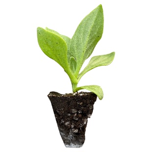 冰菜苗盆栽蔬菜种籽种冰草种子春季野季菜种籽种孑水晶四季菜种籽
