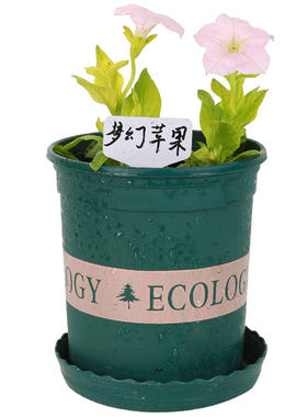 盆栽特大四季攀爬垂吊牵牛花种子