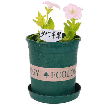 盆栽特大四季攀爬垂吊牵牛花种子