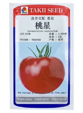 粉果番茄种子进口西红柿