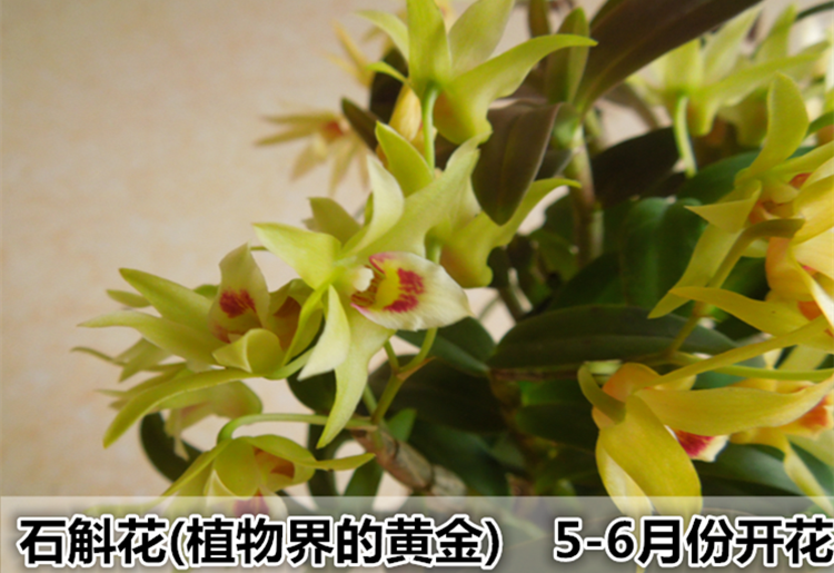 铁皮石斛苗树桩盆栽 室内绿植盆景花卉石斛可食用