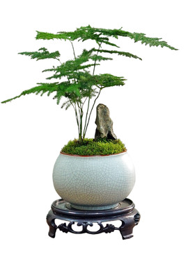 矮生文竹盆景书房茶室禅意十足
