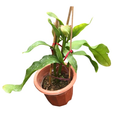 昙花盆栽花苗室内阳台植物盆栽观花花卉绿植昙花一现易成活浓香