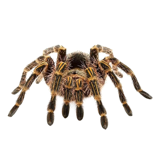 (新品)巴西巨人金直间好饲养温顺蜘蛛宠物活体好养新手入门耐活