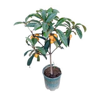 大五星枇杷苗树无核琵琶果树苗嫁接苗盆栽南方水果树果苗大果种植