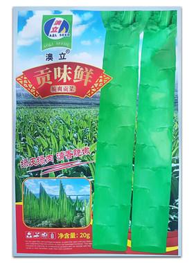 贡菜种子春秋播种菜园盆栽苔干响菜山蛰菜青皮青肉清香脆蔬菜种籽