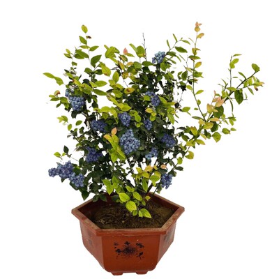 L25蓝莓树果苗盆栽F6南方