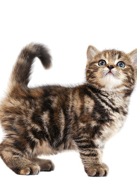 短毛猫美短虎斑曼基康猫矮脚猫