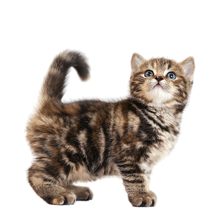 美短虎斑曼基康矮脚猫短腿猫宠物猫小猫咪活物幼猫活体美国短毛猫