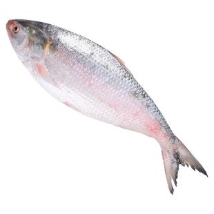 澄南鲜生精品新鲜清水鲥鱼鲜活淡水鱼非冷冻可酒店饭店婚宴商用