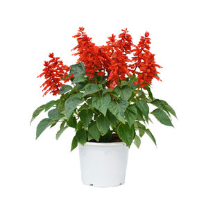 一串红种子100粒炮仗红花籽长花期花坛室外阳台盆栽易种易活春播