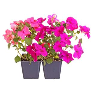 非洲凤仙种子单瓣玻璃翠沃勒苏丹凤仙花籽长花期室外阳台盆栽春播