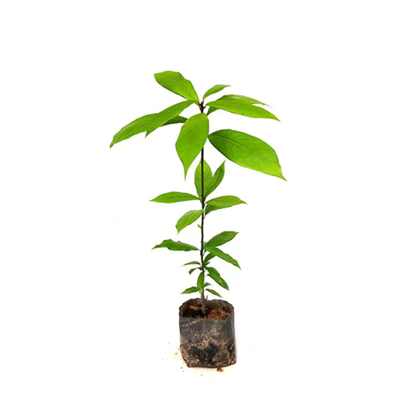 正宗金丝楠木树苗奇楠沉香树苗小