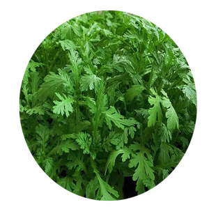 茼蒿菜种籽大叶小叶中叶茼蒿种子皇帝菜阳台盆栽四季蔬菜种孑大全