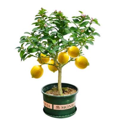 盆地栽柠檬树苗旺顺果苗高产常绿