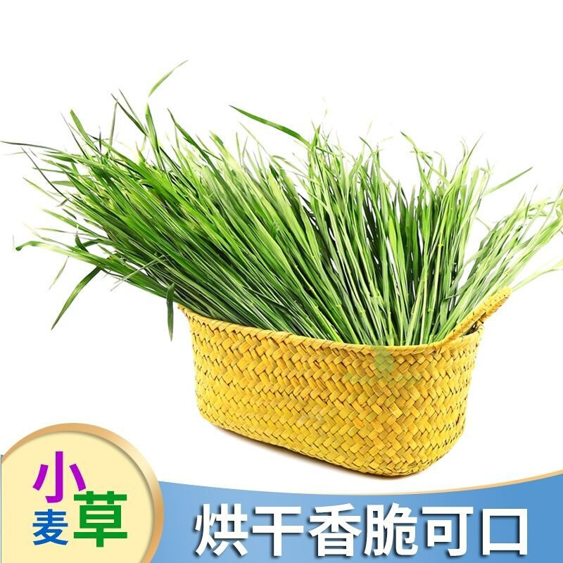 速发小麦草包邮烘干小麦兔子猪新鲜小麦苗清香干工厂一件直供 宠物/宠物食品及用品 兔兔主粮 原图主图