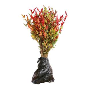 火焰南天竹子树苗盆栽庭院植物南天竺蓝天竹盆景室外耐寒绿化苗木