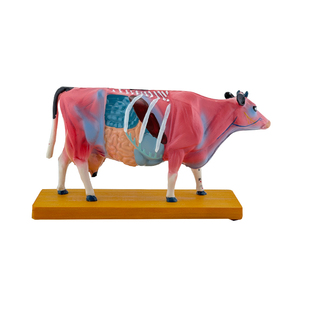 狗体针灸模型 猫猪牛马体穴位 动物解剖标本 中医针灸兽医教具