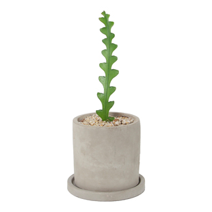 鱼骨令箭昙花室内多肉植物仙人掌大颗好养新手桌面摆件防辐射绿植