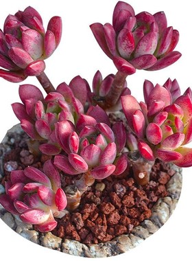 红稚莲群生防辐射进化绿植盆栽