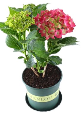 重瓣大花无尽夏绣球花苗10年老桩盆栽八仙花卉室内阳台庭院地栽花