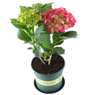 重瓣大花无尽夏绣球花苗10年老桩盆栽八仙花卉室内阳台庭院地栽花