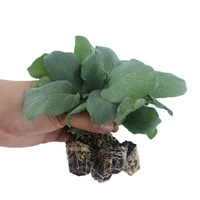 6 не привитых саженцев в круглых саженцах баклажанов