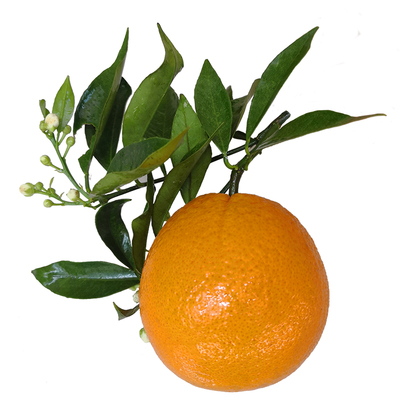 顺丰包邮现摘橙子秭归伦晚脐橙