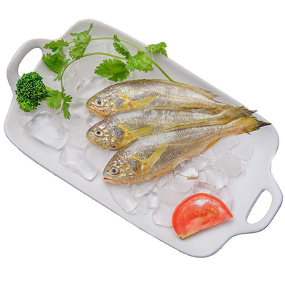 舟山海捕小黄鱼净重4斤当季新捕