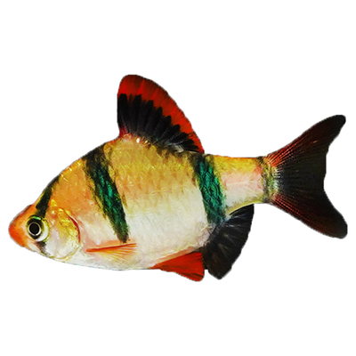 虎皮鱼观赏鱼群游鱼新手鱼热带鱼