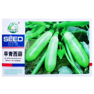 早青西葫芦种子嫩南瓜春夏秋季种耐寒抗病高产易种植盆栽蔬菜种子