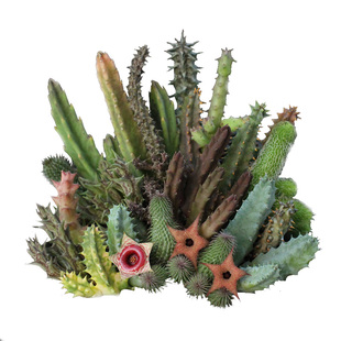 囧先生萝藦科阿修罗甜甜圈大花犀角波斯地毯开花多肉植物组合盆栽