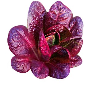 紫色罗马生菜种子紫红色生菜种籽散叶速生特色四季高产蔬菜包邮