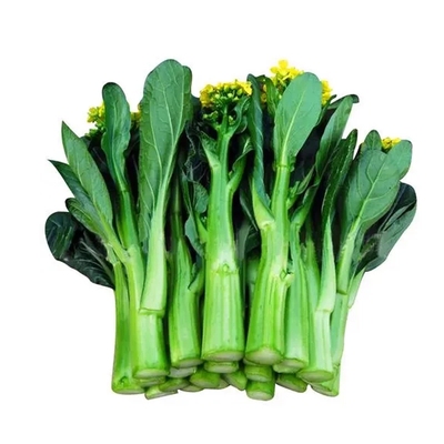 四九菜心种子四季早熟菜苔籽广东