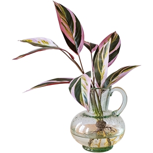 掬涵仿真绿植七彩芋叶带根手感背景墙橱窗造景植物角森系装饰景观