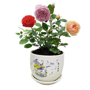 月季花苗果汁阳台四季可盆栽玫瑰开花特大花藤本花树蔷薇爬藤小苗