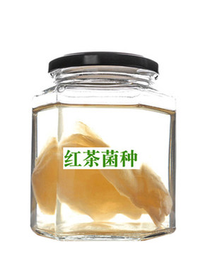 红茶菌 菌种 胃宝 海宝 正宗传统老胃宝醋蛾子发酵母液食用酵素