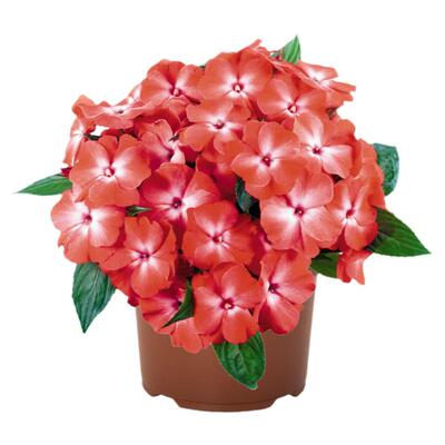 耐热耐暴晒多年生凤仙花盆栽大盆