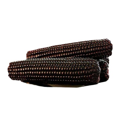 国审香甜糯黑糯彩甜糯玉米种子