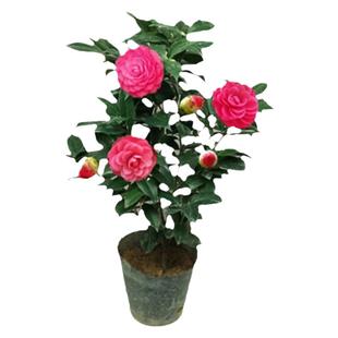 香妃茶花克瑞墨茶花五色赤丹十八学士庭院客厅四季常青带花苞发货