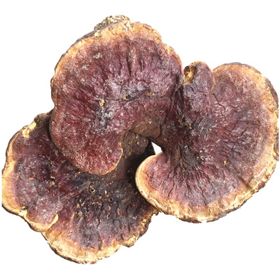 神农架特大天然可切片打粉赤灵芝