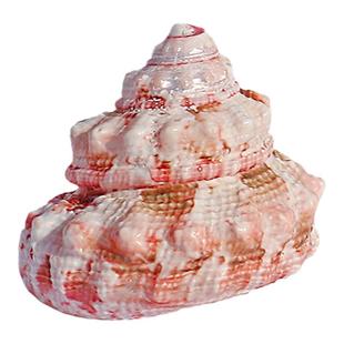 天然小海螺贝壳费里拉钟螺稀有收藏标本鱼缸装饰水族造景寄居蟹壳